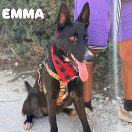 Emma, due anni, taglia media