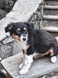 Cucciola pastore australiano femmina