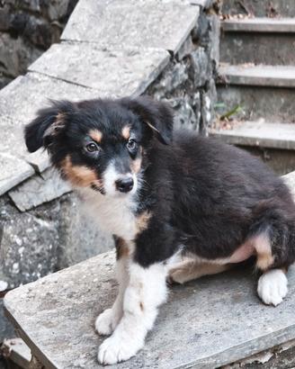 Cucciola pastore australiano femmina