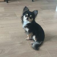 Disponibile chihuahua pelo lungo per monta