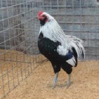 Galli razza Araucana