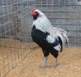 Galli razza Araucana