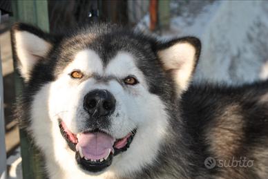 Cuccioli di Alaskan Malamute