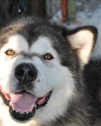 Cuccioli di Alaskan Malamute