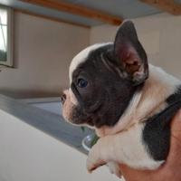 Cuccioli bulldog francese
