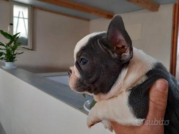 Cuccioli bulldog francese