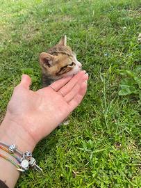 Adozione di 4 gattini