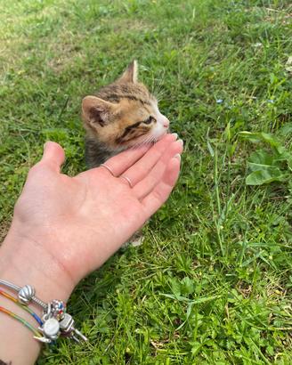 Adozione di 4 gattini