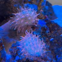 Acquario Marino anemone quadricolor