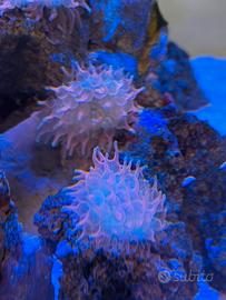 Acquario Marino anemone quadricolor