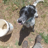 Setter bianco nero 2 anni