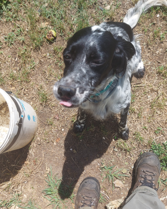 Setter bianco nero 2 anni