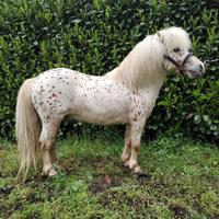 Pony, un sacco bello