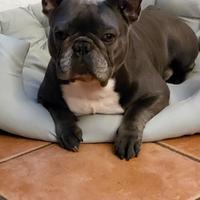 Bulldog Francese per accoppiamento