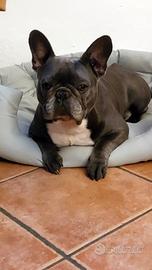 Bulldog Francese per accoppiamento