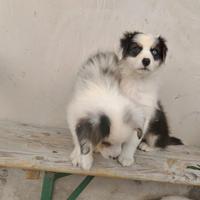 Pastore australiano con pedigree enci