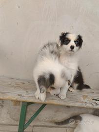 Pastore australiano con pedigree enci