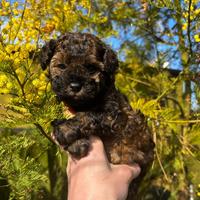 Barboncino particolor futuro mini/toy piccolo