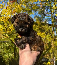 Barboncino particolor futuro mini/toy piccolo