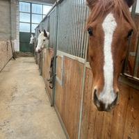 Cavallo a mezza fida