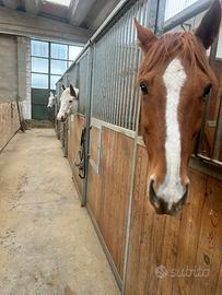 Cavallo a mezza fida