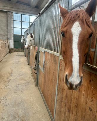 Cavallo a mezza fida