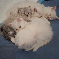 Gattini Ragdoll/persiano