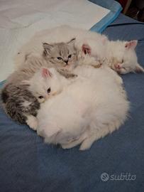 Gattini Ragdoll/persiano