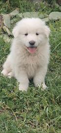 Cuccioli pastore maremmano abruzzese