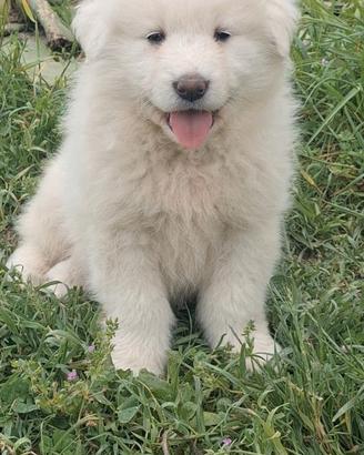 Cuccioli pastore maremmano abruzzese