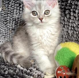 Gattina persiano normotipo