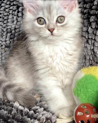 Gattina persiano normotipo