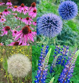 Semi 4 varietà di piante