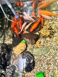 Carpe e pesci pulitori