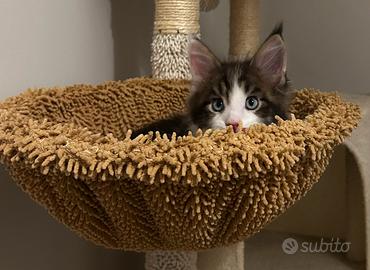 Maine coon con pedigree