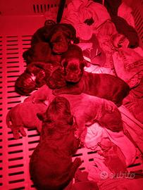 Cuccioli di cane corso