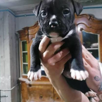 American bully pocket