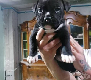 American bully pocket