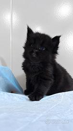 Cuccioli Maine Coon con Pedigree