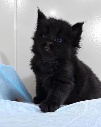 Cuccioli Maine Coon con Pedigree