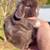 Minilop conigli nani