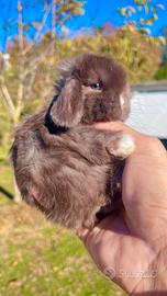 Minilop conigli nani