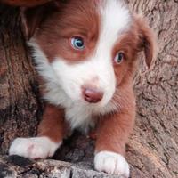 Cani cuccioli Border Collie