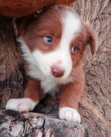 Cani cuccioli Border Collie