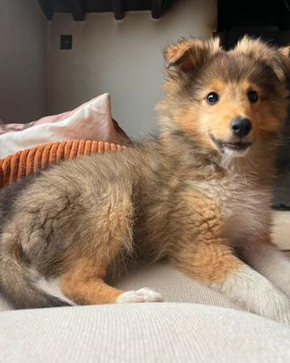 Cucciolo di Pastore delle Shetland