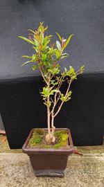 bonsai di melograno 01.26