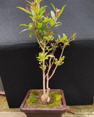 bonsai di melograno 01.26