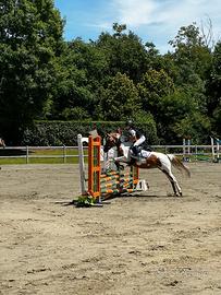 Pony pezzata bravissima
