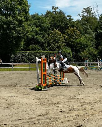 Pony pezzata bravissima