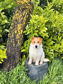 Cucciooli di Jack Russell con Pedigree